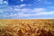 пшеничное-поле-фото-3