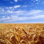 пшеничное-поле-фото-3